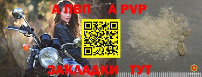 стафф Кингисепп