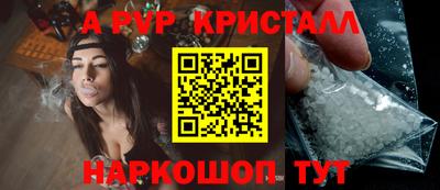 стафф Кингисепп
